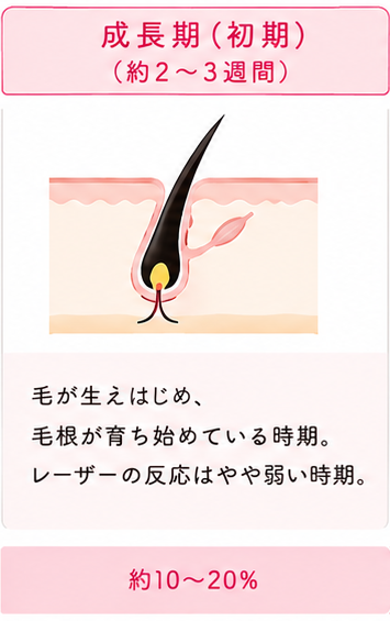 成長期（初期）