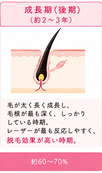 成長期（後期）