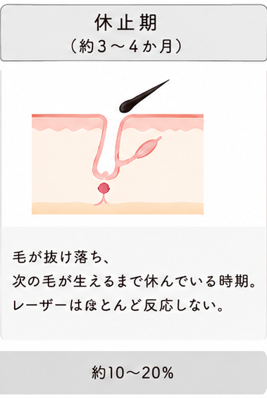 休止期
